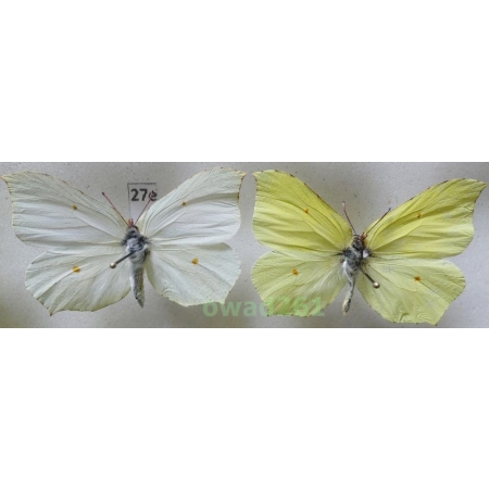 Gonepteryx rhamni (Linnaeus, 1758) pair Poland27e